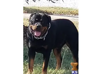 Rottweiler